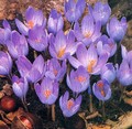 Crocus - speciosus (autumn flowering)